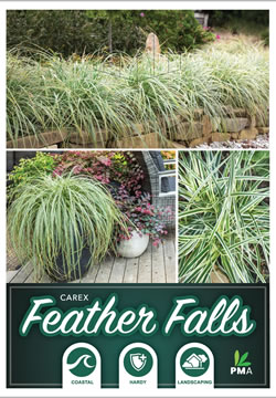 Carex Feather Falls - Ausplant Nursery, Dalby